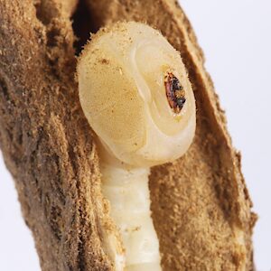 Chrysobothris sp. Bidentate pronotum, PL5673D, larva, in Westringia rigida root (PJL 3610B), dorsal, EP